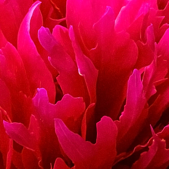 Dodo's Peony