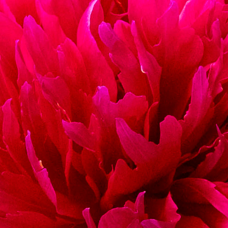 Double Red Peony