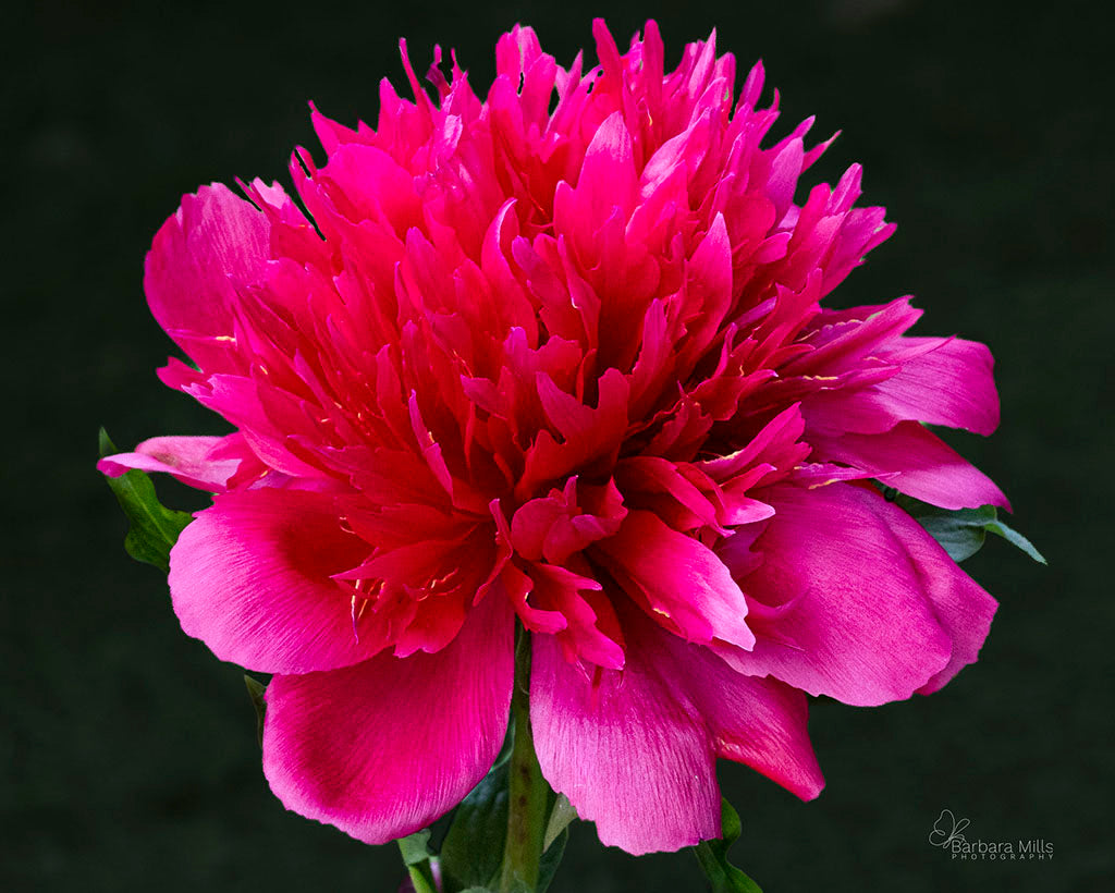 Dodo's Peony