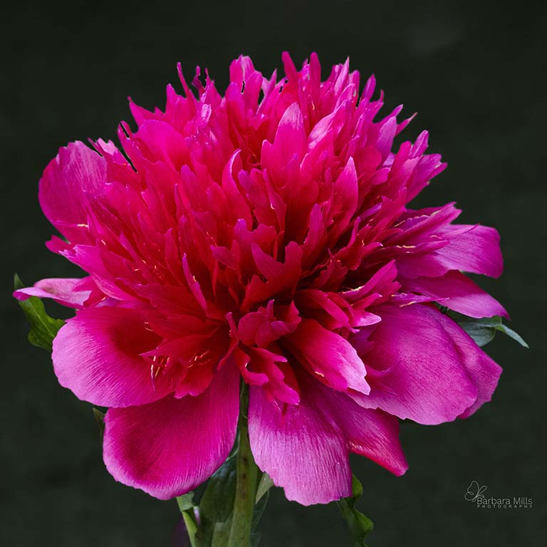 Double Red Peony