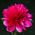 Double Red Peony