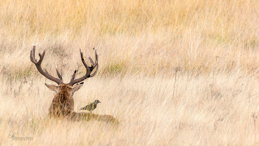 Resting Spot