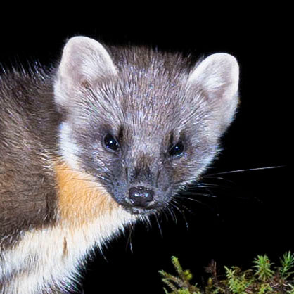 Sweet Marten