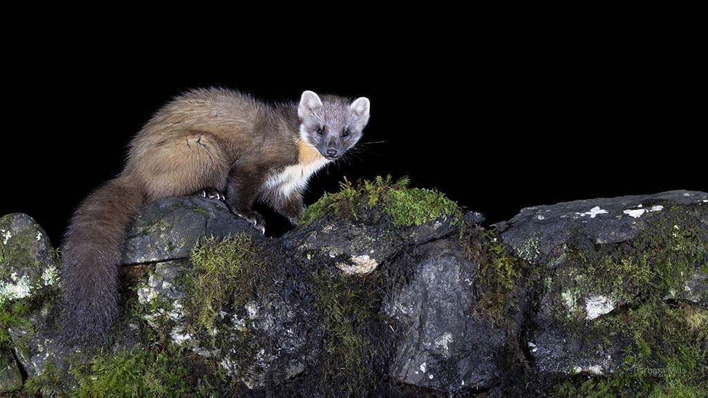 Sweet Marten