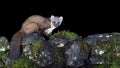 Sweet Marten
