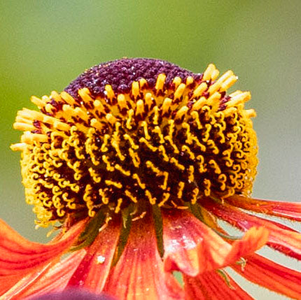 Helenium Orange
