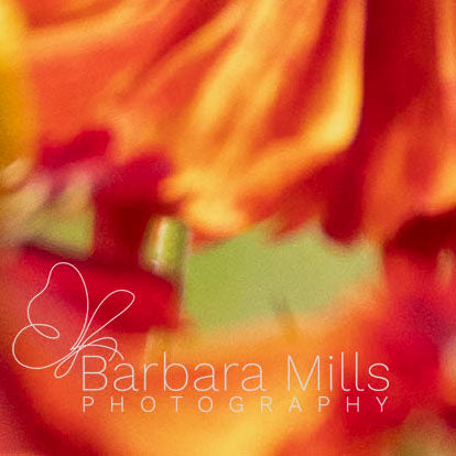 Helenium Orange