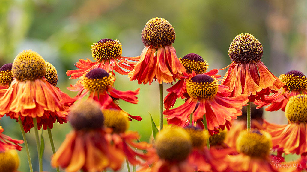 Helenium Orange