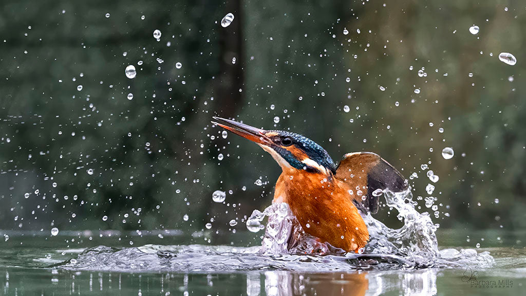Queen of the River