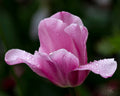 Beeliegh Tulip No 1