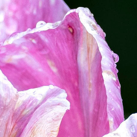 Beeliegh Tulip No 3