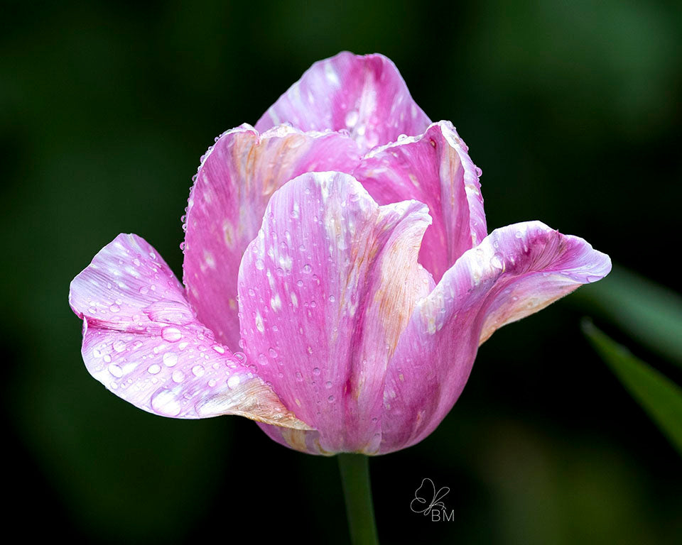 Beeliegh Tulip No 3