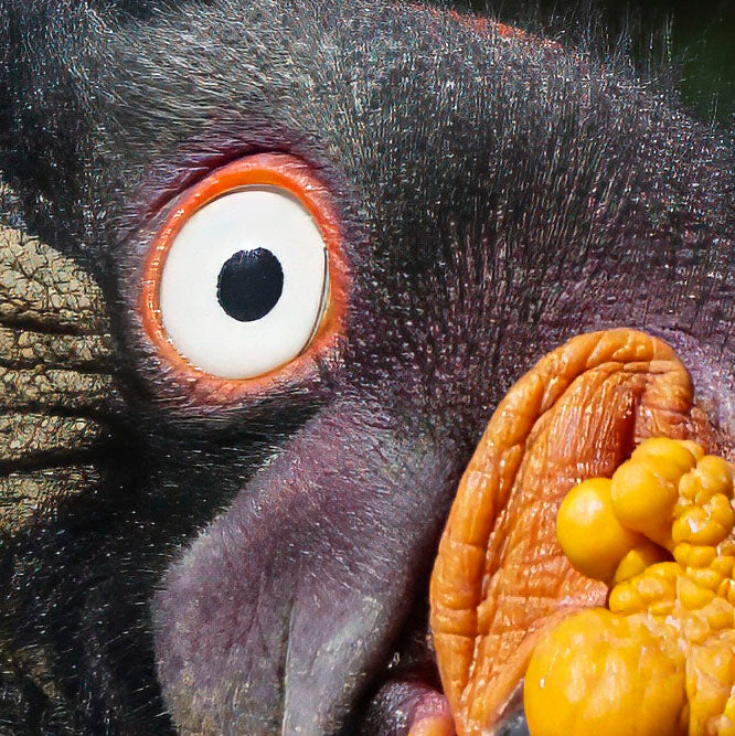 King of Carrion