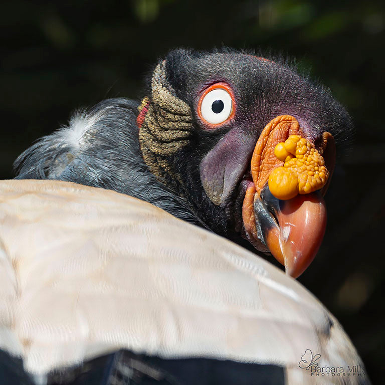 King of Carrion