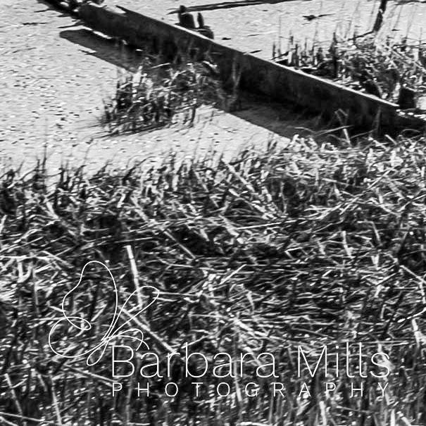 The Forgotten Tide