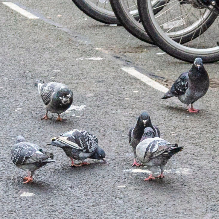 The Bikes