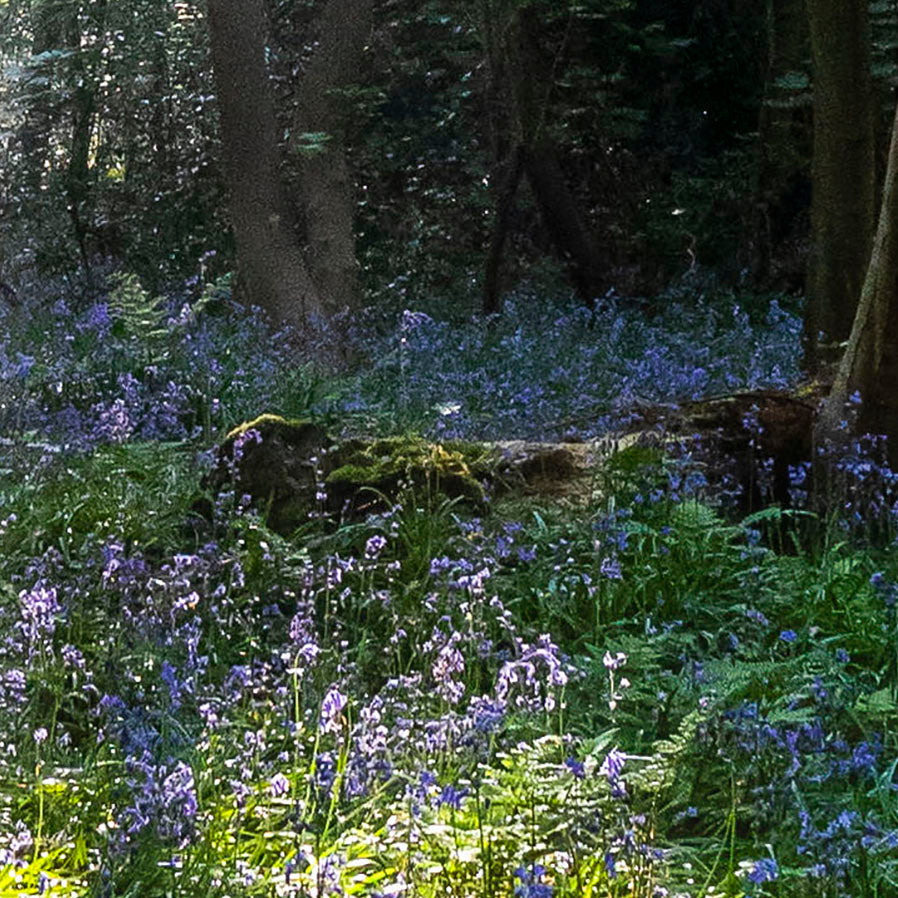 Forest Awakening