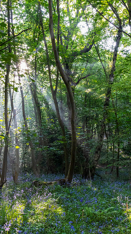 Forest Awakening