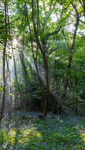 Forest Awakening