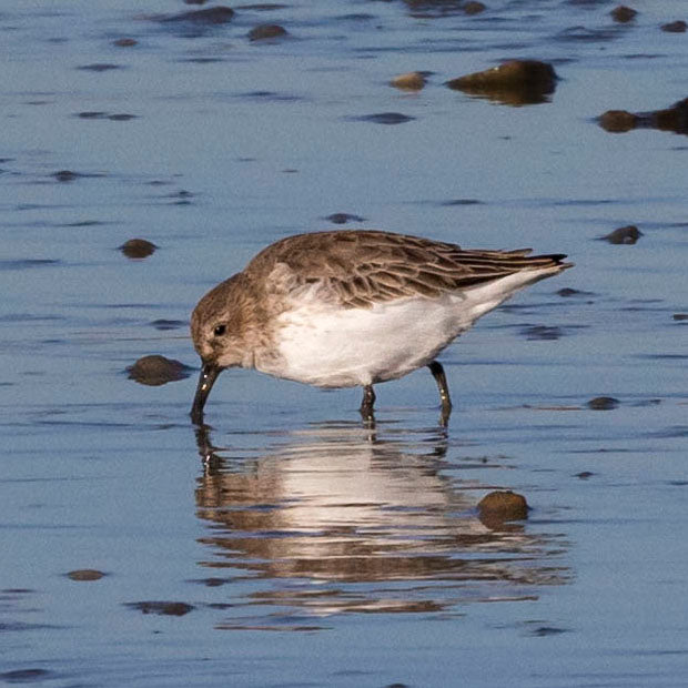 Calshot Waders