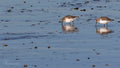 Calshot Waders