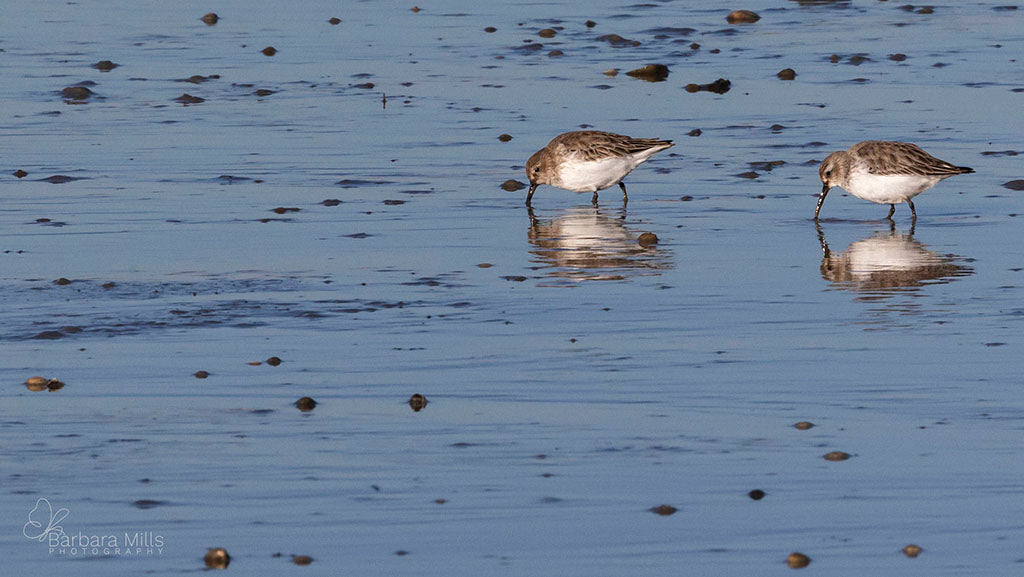 Calshot Waders