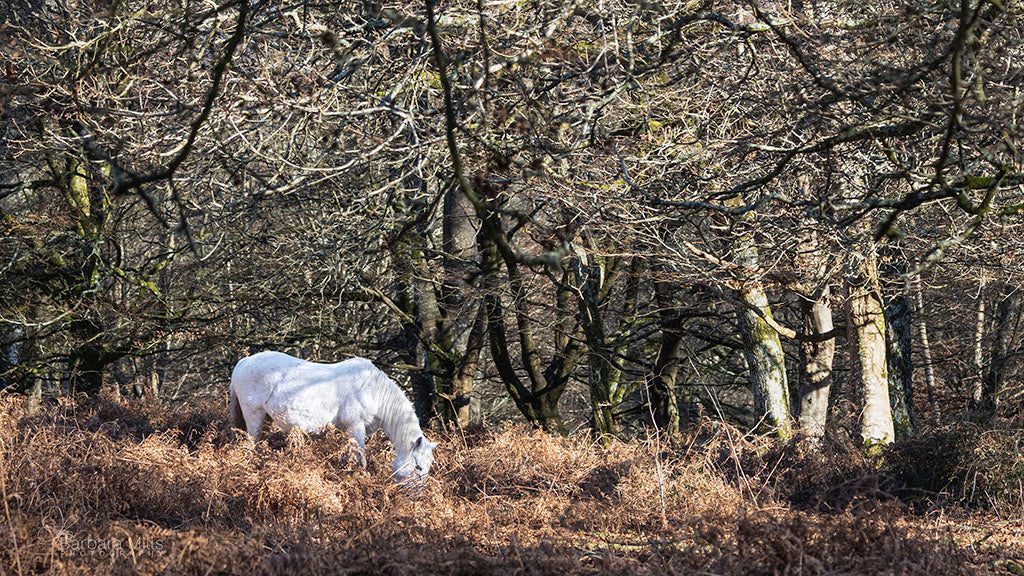 New Forest Spirit
