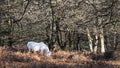New Forest Spirit