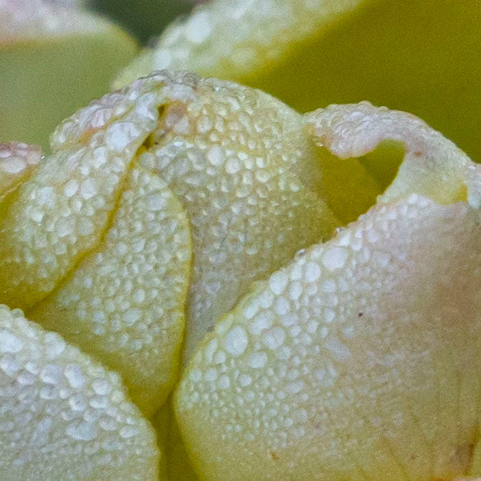 January Rose