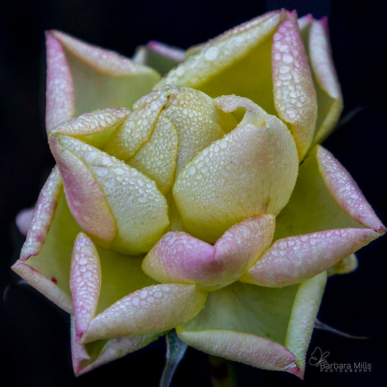 January Rose