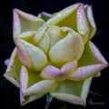 January Rose