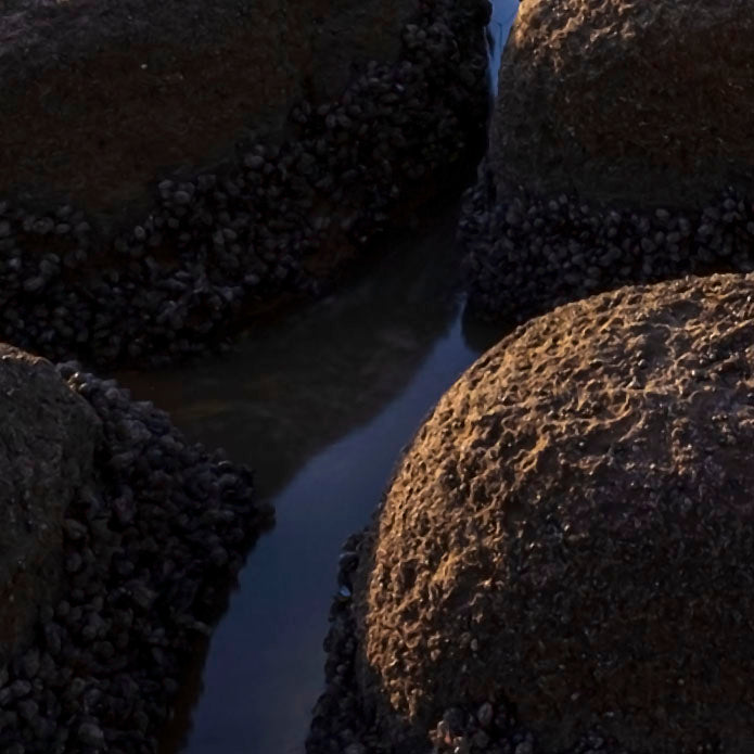 Where the Tide Waits