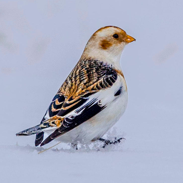 A Stroll in the Snow