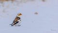 A Stroll in the Snow