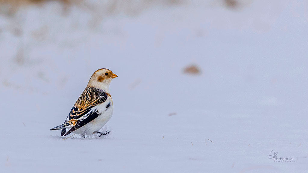 A Stroll in the Snow