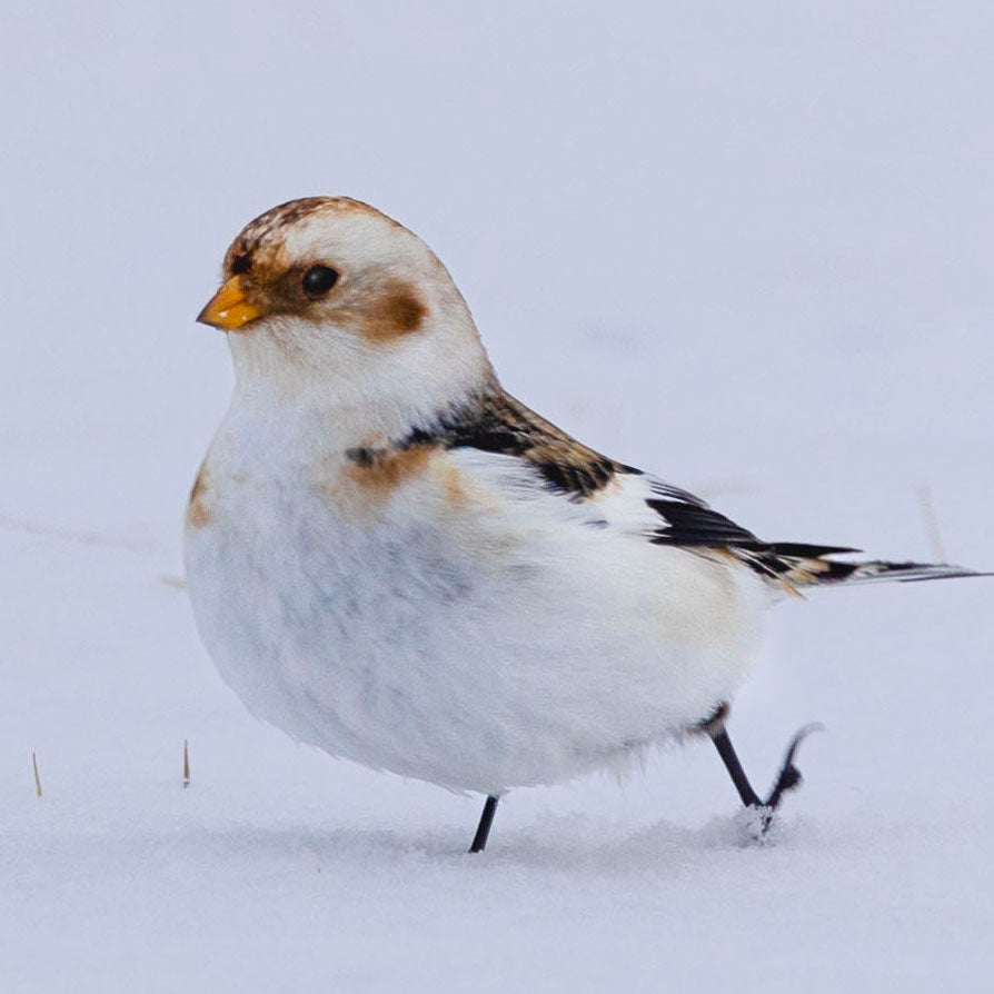 Snow Bunting Strut