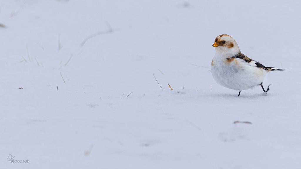 Snow Bunting Strut