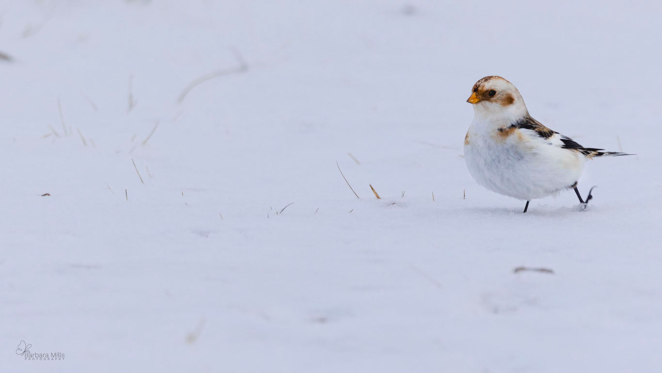 Snow Bunting Strut