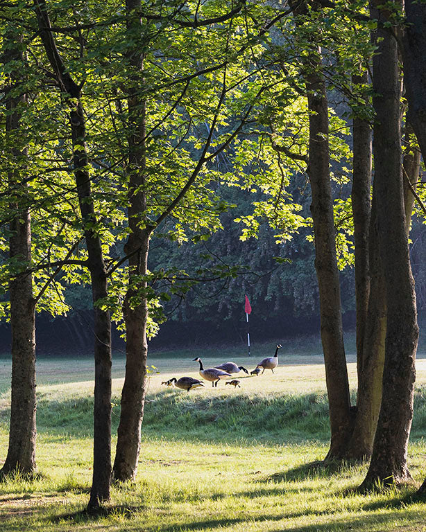 Birdies on the Green