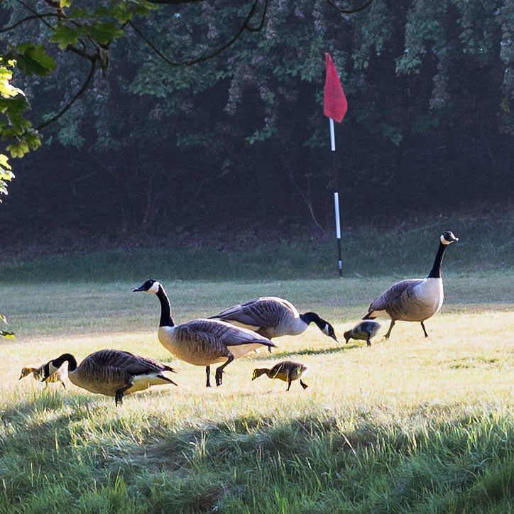 Birdies on the Green