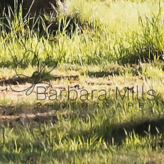 Birdies on the Green