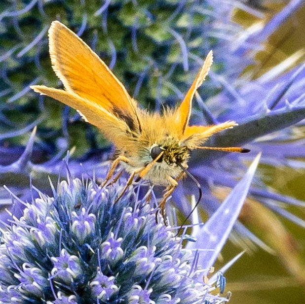 Yellow Butterflies and the Sea Holly