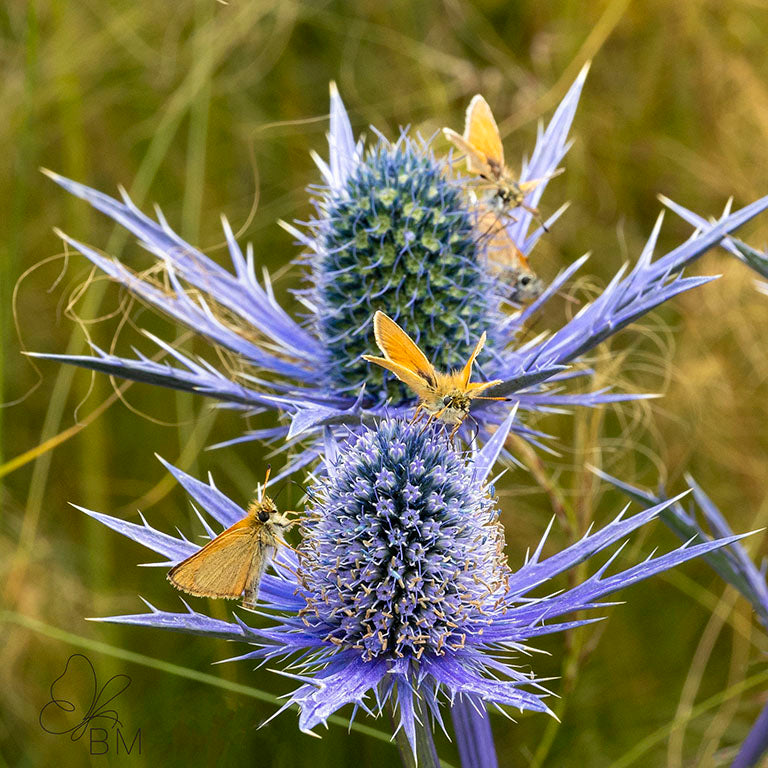 Yellow Butterflies and the Sea Holly