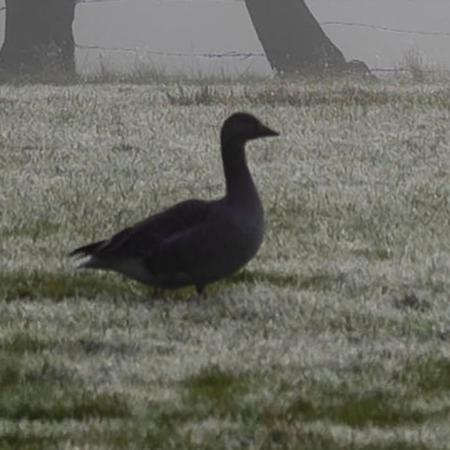 Geese in the Mist