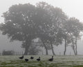 Geese in the Mist