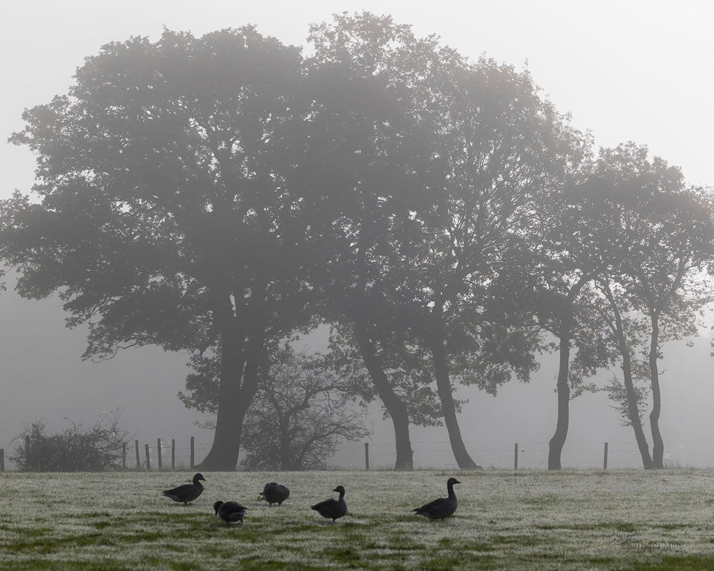 Geese in the Mist