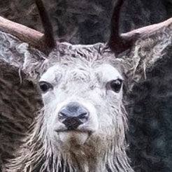 The Golden Stag