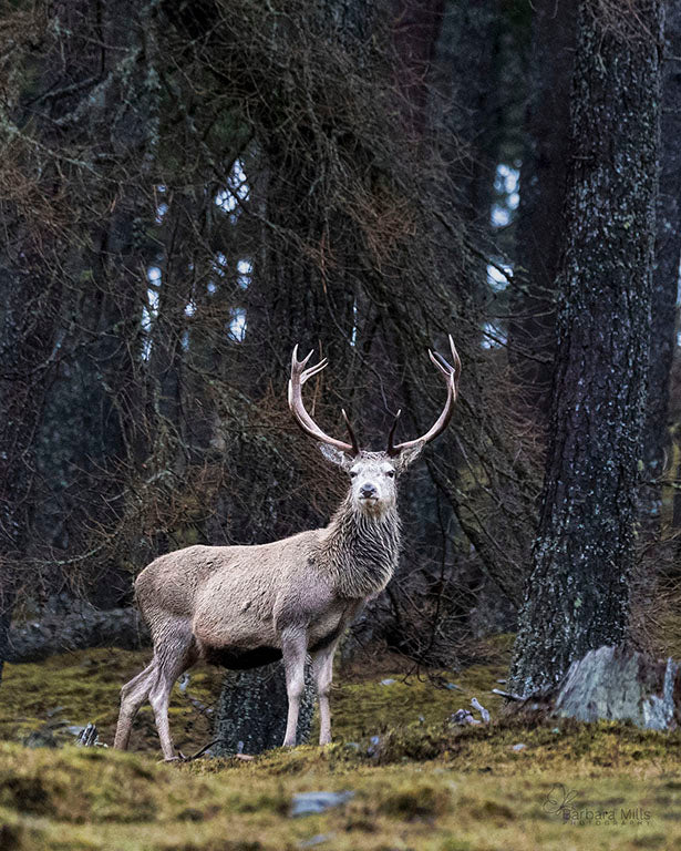 The Golden Stag