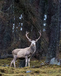 The Golden Stag