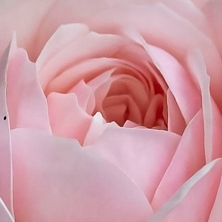 English Rose